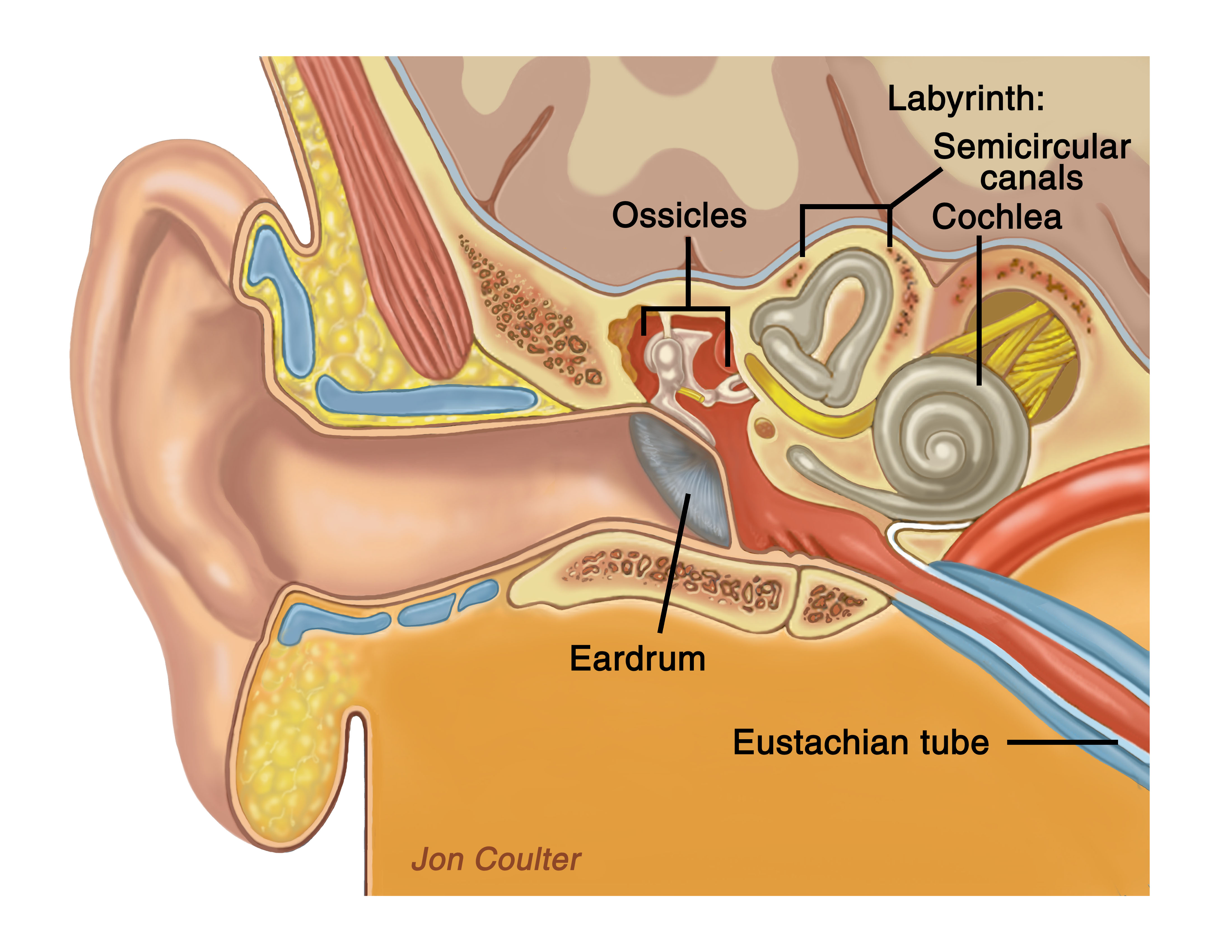 Ear Canal Anatomy